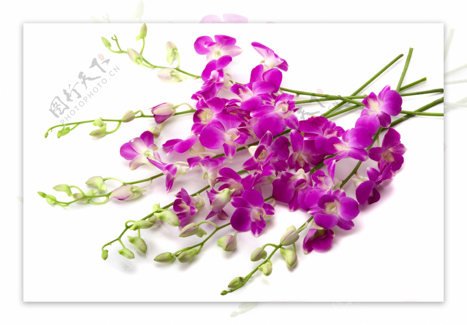 白底兰花花卉素材图片