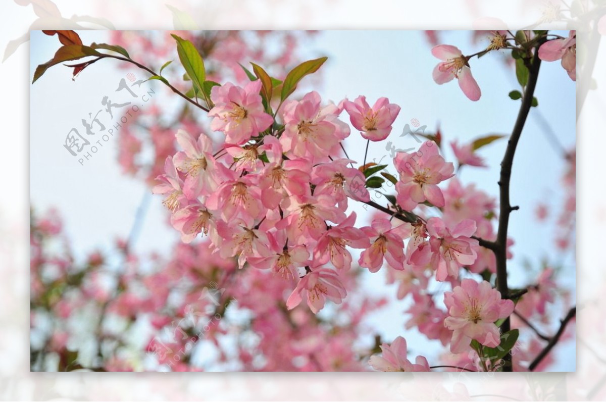 粉色海棠花枝图片