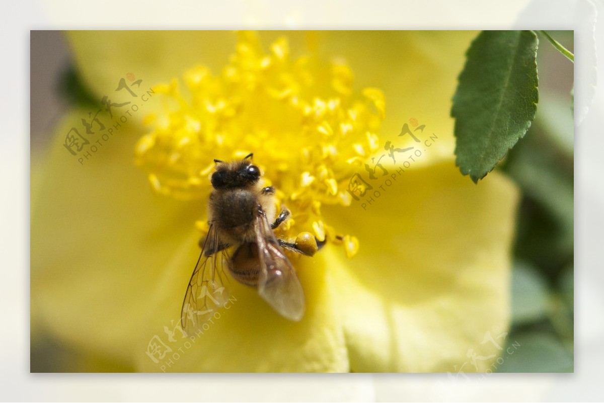 一只采蜜的蜜蜂图片,图片,壁纸,动物-桌酷