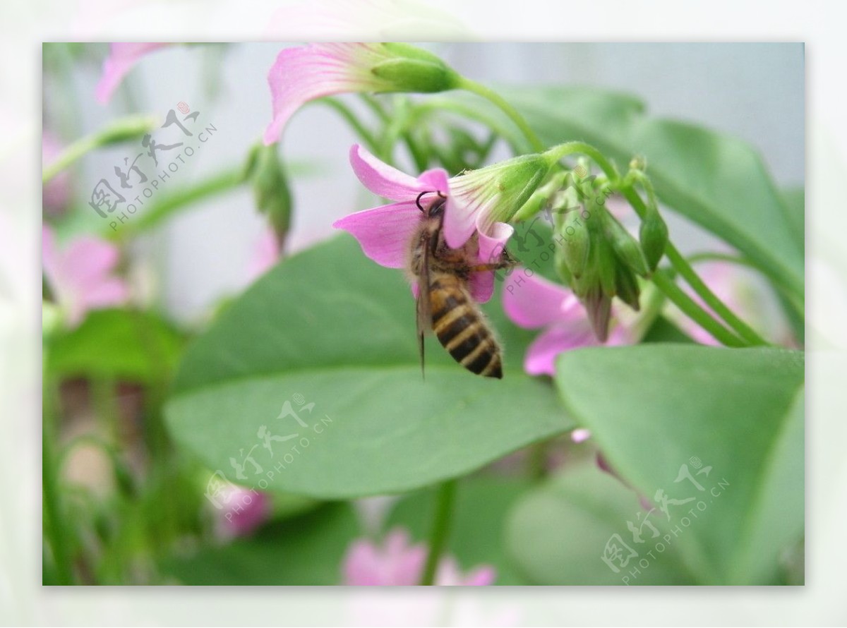 蜜蜂高清图采蜜图片