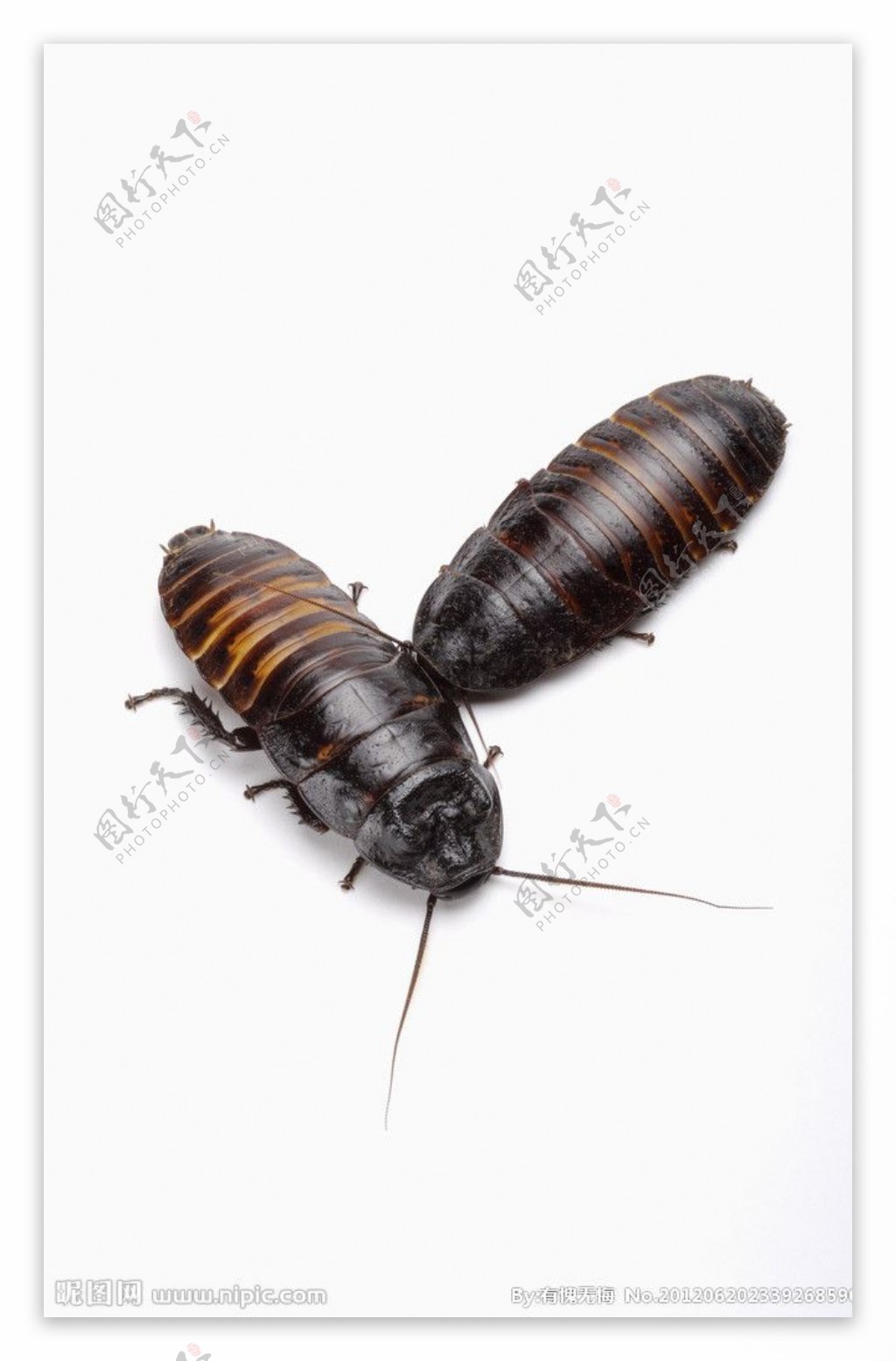 甲虫图片
