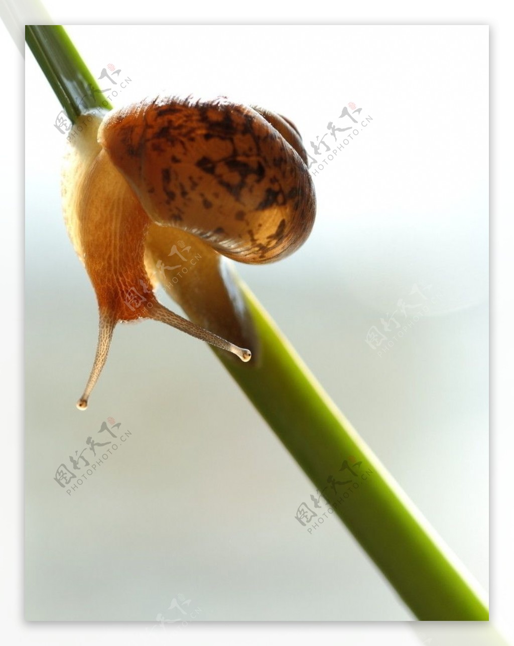高清蜗牛摄影图__昆虫_生物世界_摄影图库_昵图网nipic.com