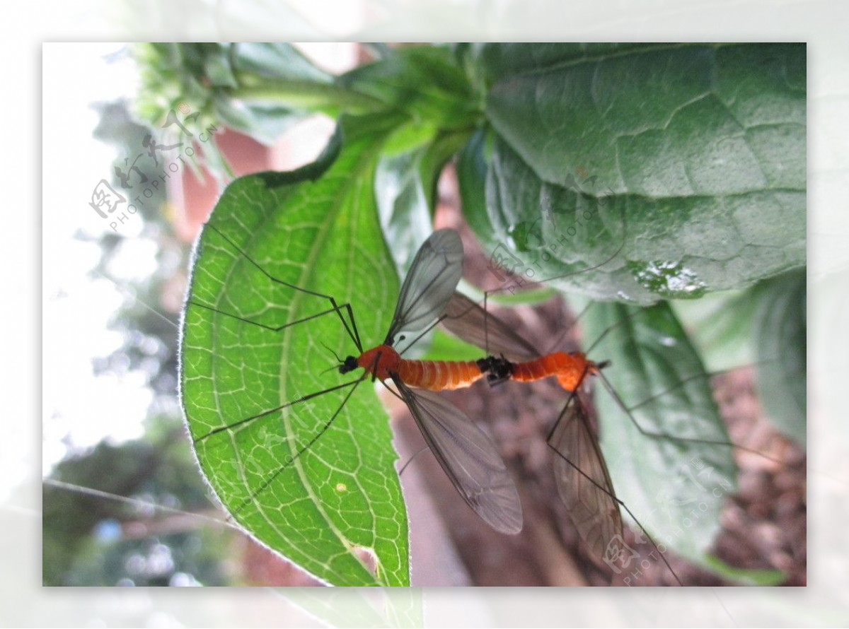 【甲虫摄影图片】生态摄影_kalak0_太平洋电脑网摄影部落