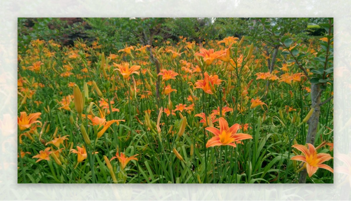 橙色百合花丛图片