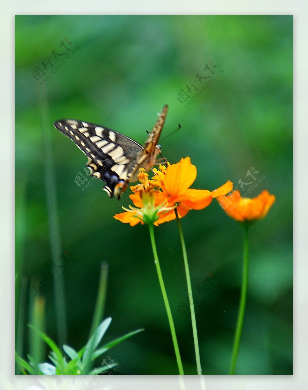 颐和园的蝴蝶图片