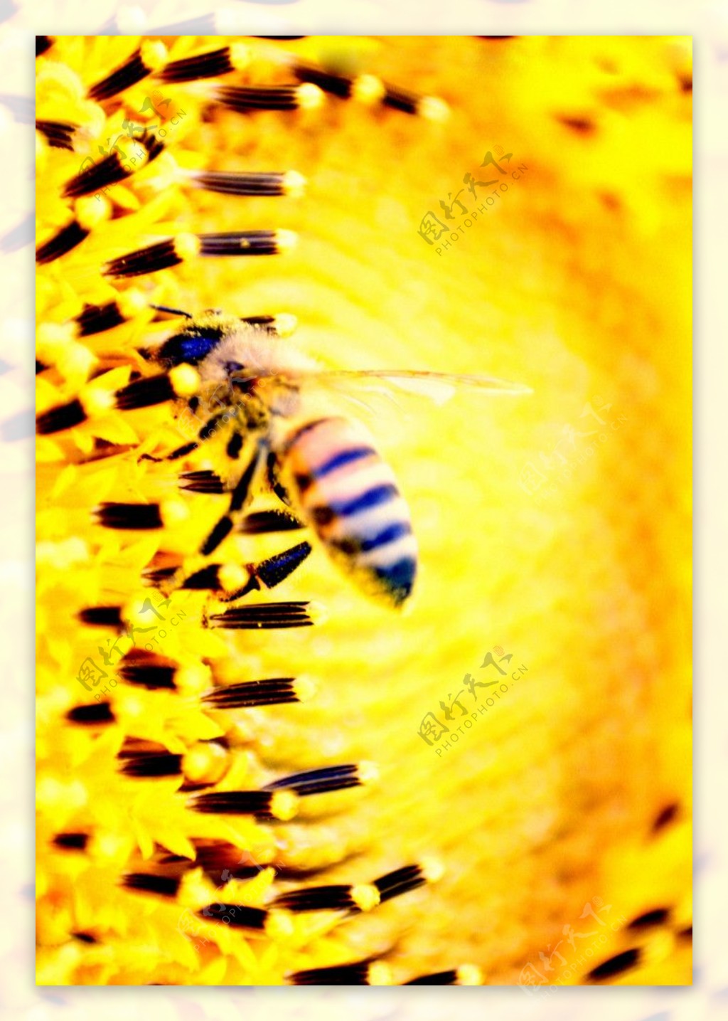 蜜蜂图片