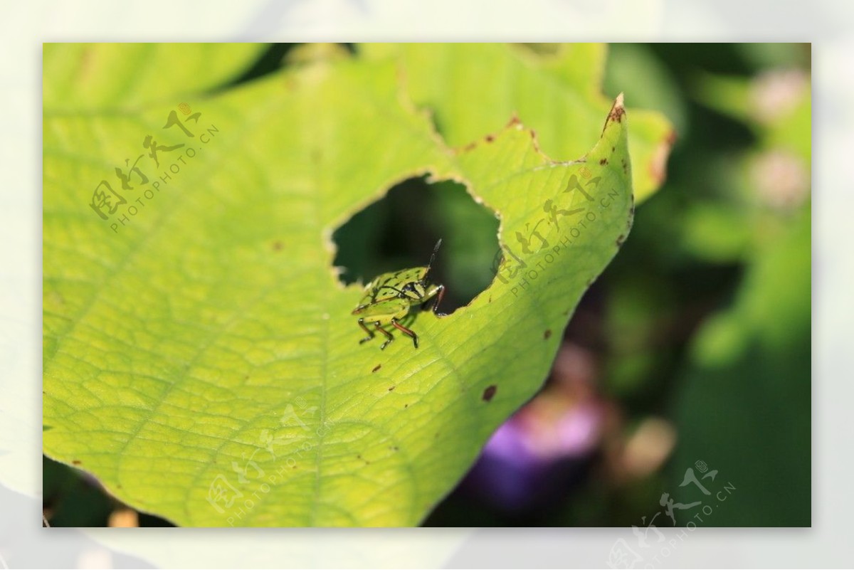 绿斑点土鳖虫图片
