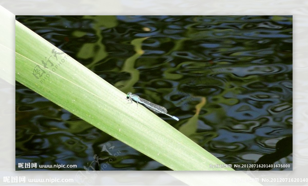 湖边的小蜻蜓图片