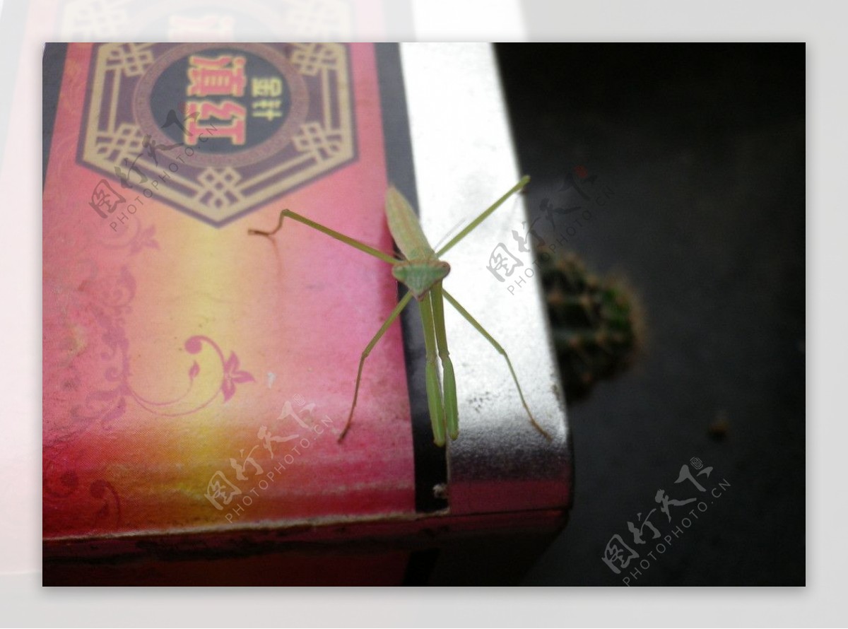 茶叶罐上的螳螂图片