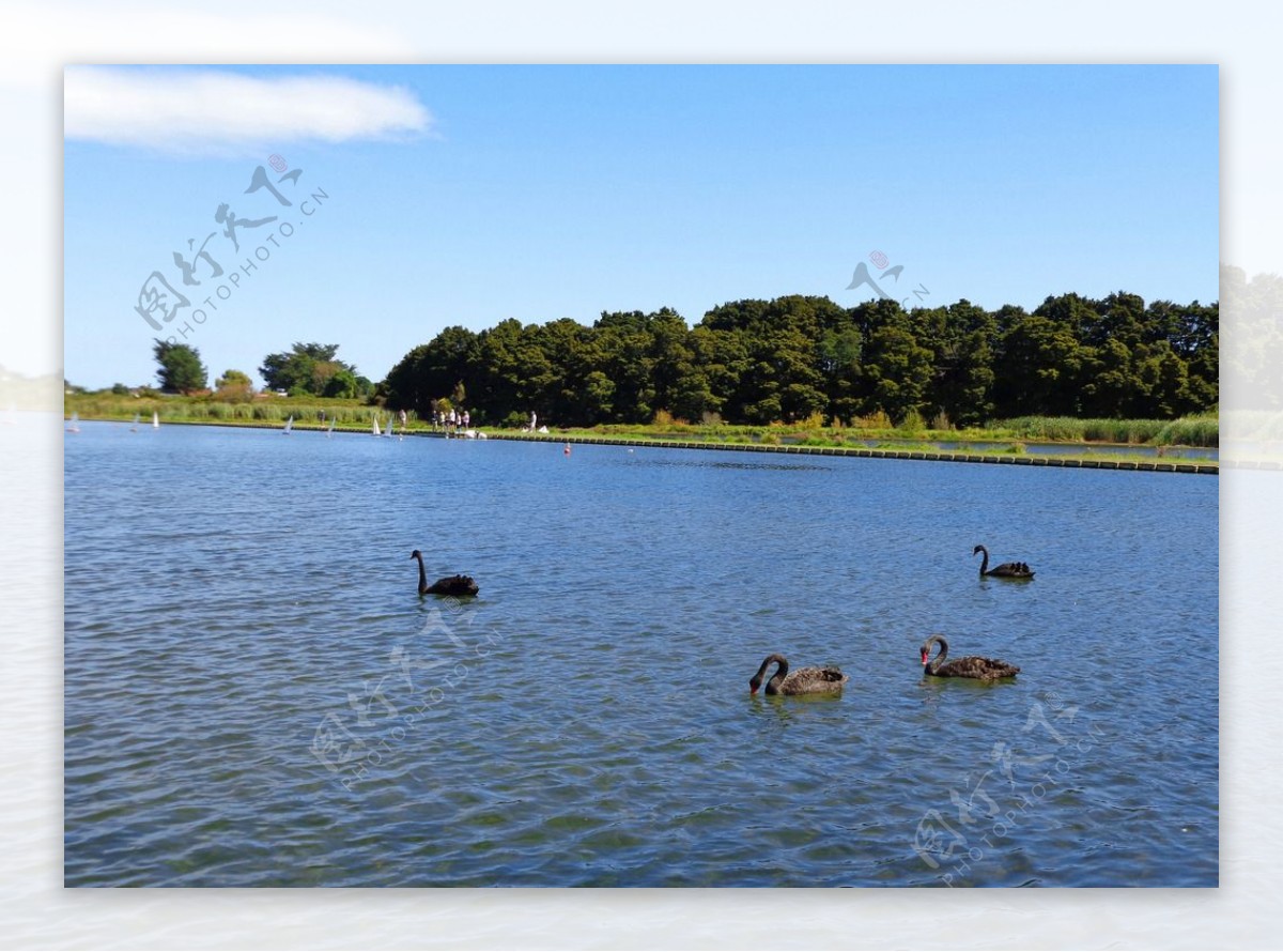 新西兰野鸭湖风光图片