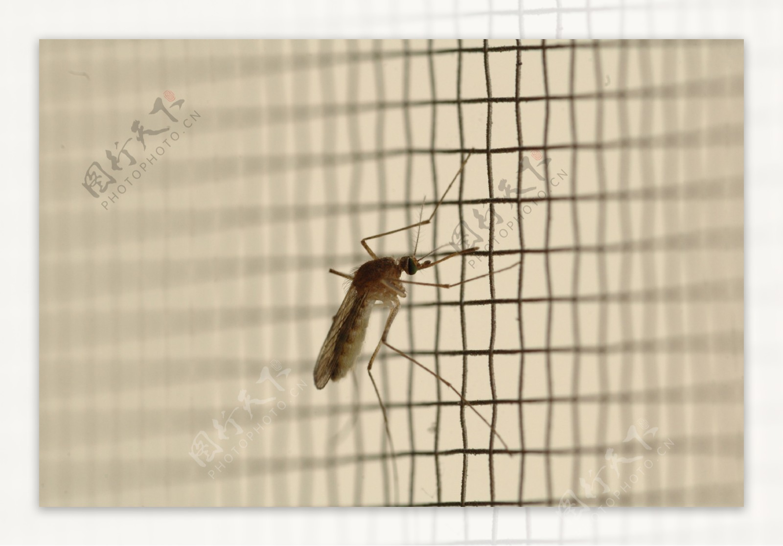 静止的蚊子图片
