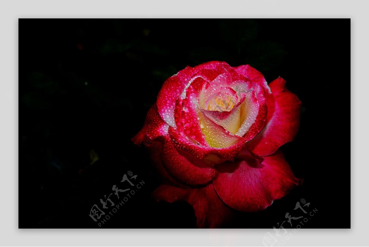鲜红玫瑰图片