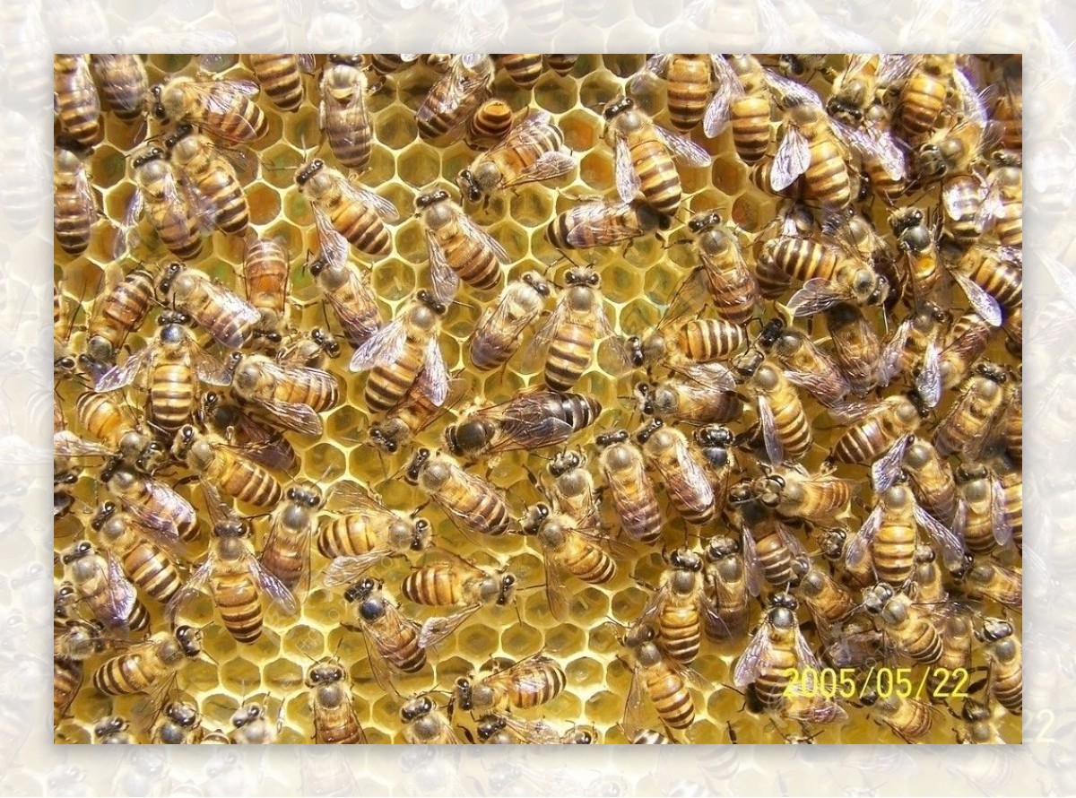蜜蜂蜂窝图片