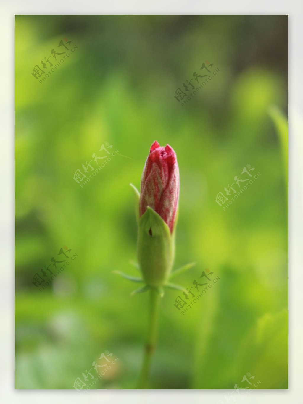 花苞特写夏季图片