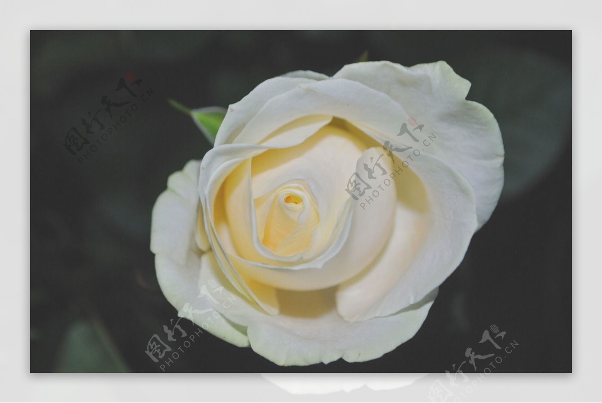 唯美白玫瑰图片素材-编号14416345-图行天下