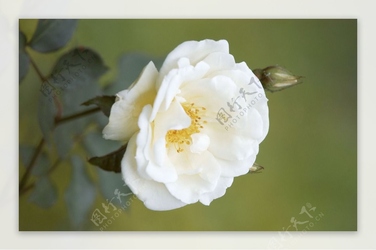 唯美白玫瑰图片素材-编号14416526-图行天下