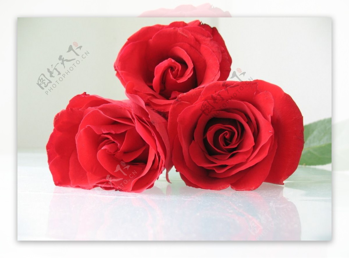三朵紅玫瑰樹玫瑰 照片背景圖桌布圖片免費下載 - Pngtree