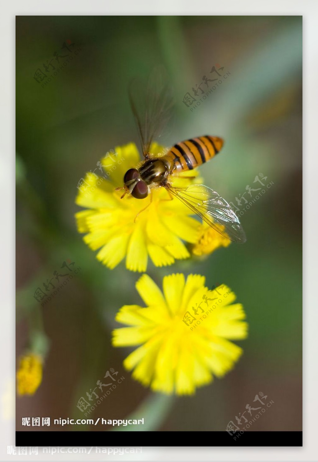 蜜蜂和野花图片