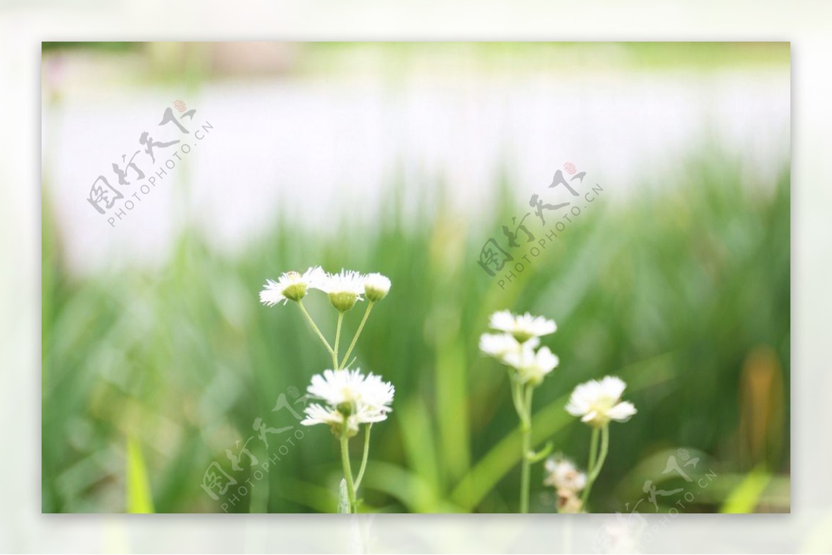 小白菊图片