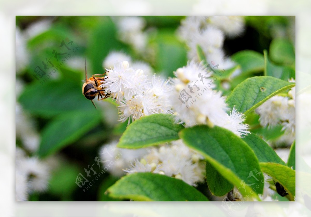 山蜜蜂采蜜图片