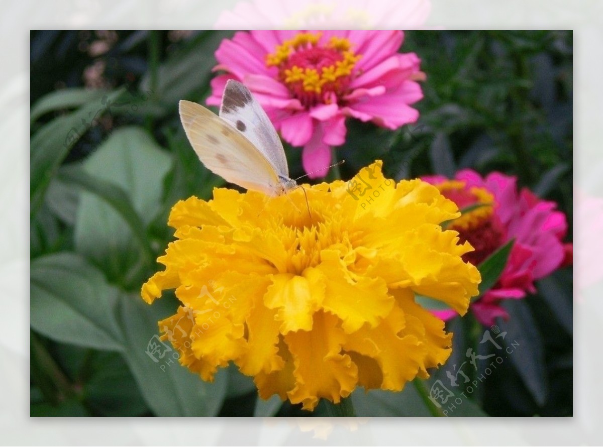 黄花上的粉蝶图片