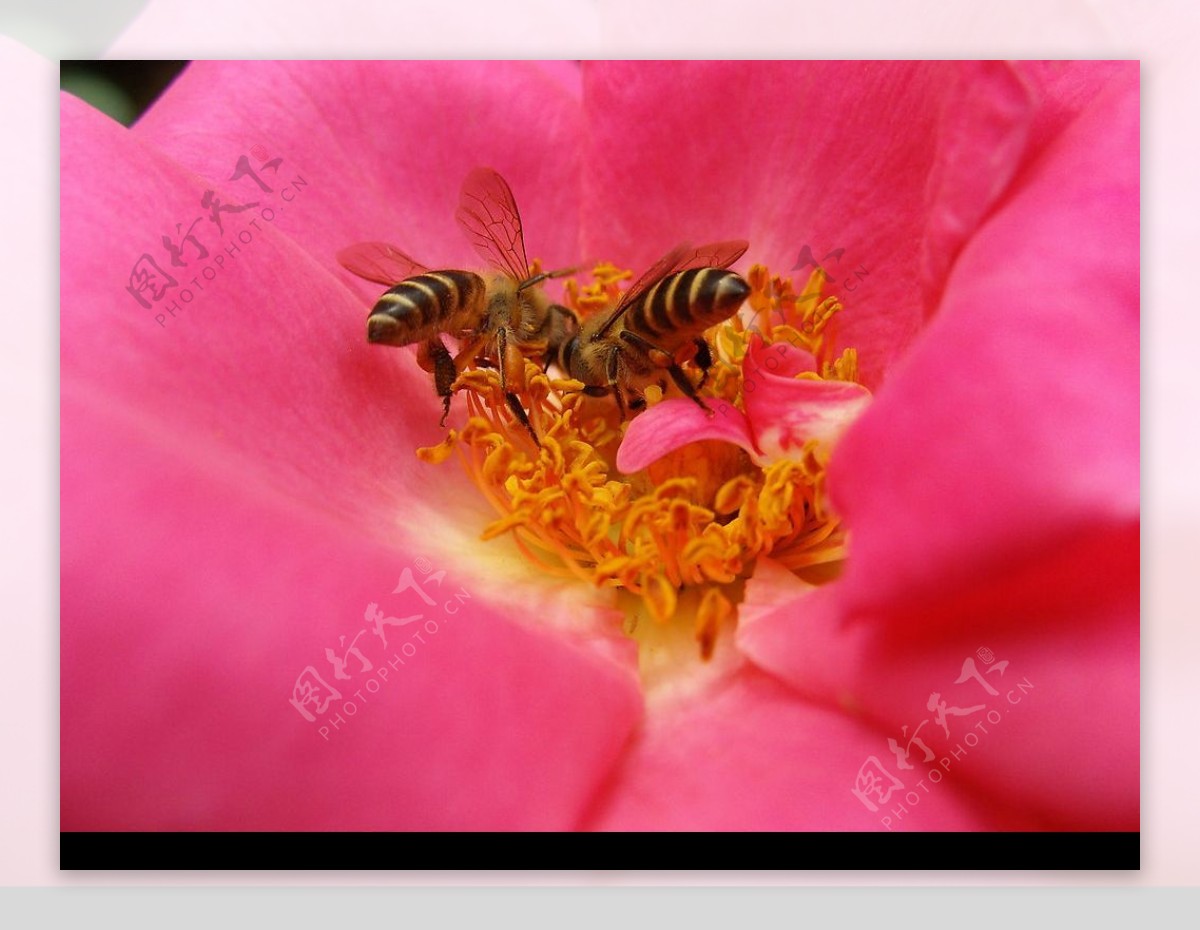 蜜蜂花蕊图片