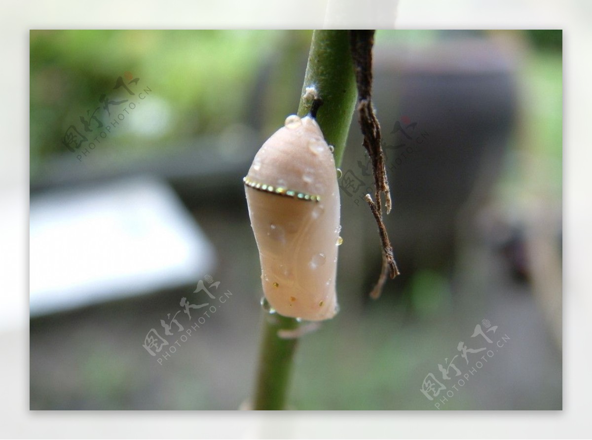 桦斑蝶蛹图片