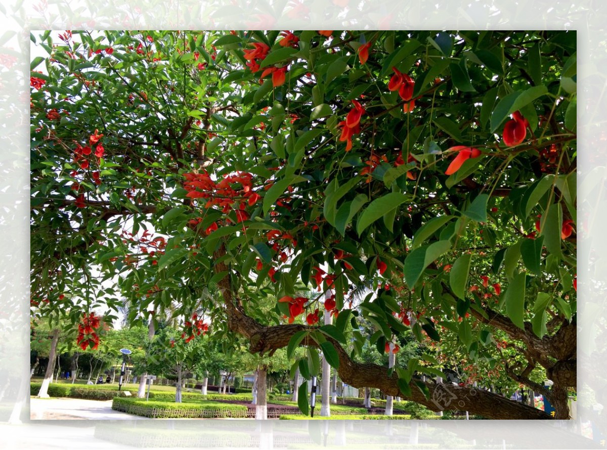 树枝红花图片
