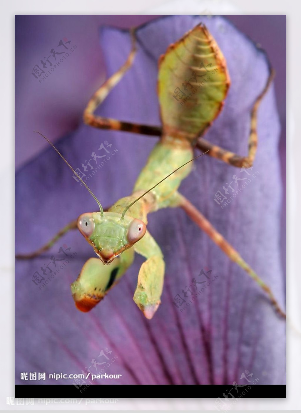 螳螂幼虫图片