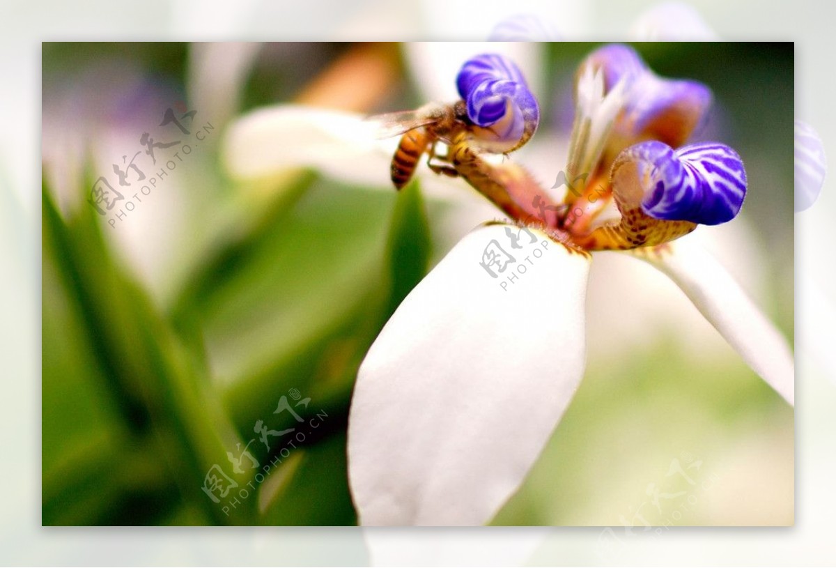 密蜂与花图片