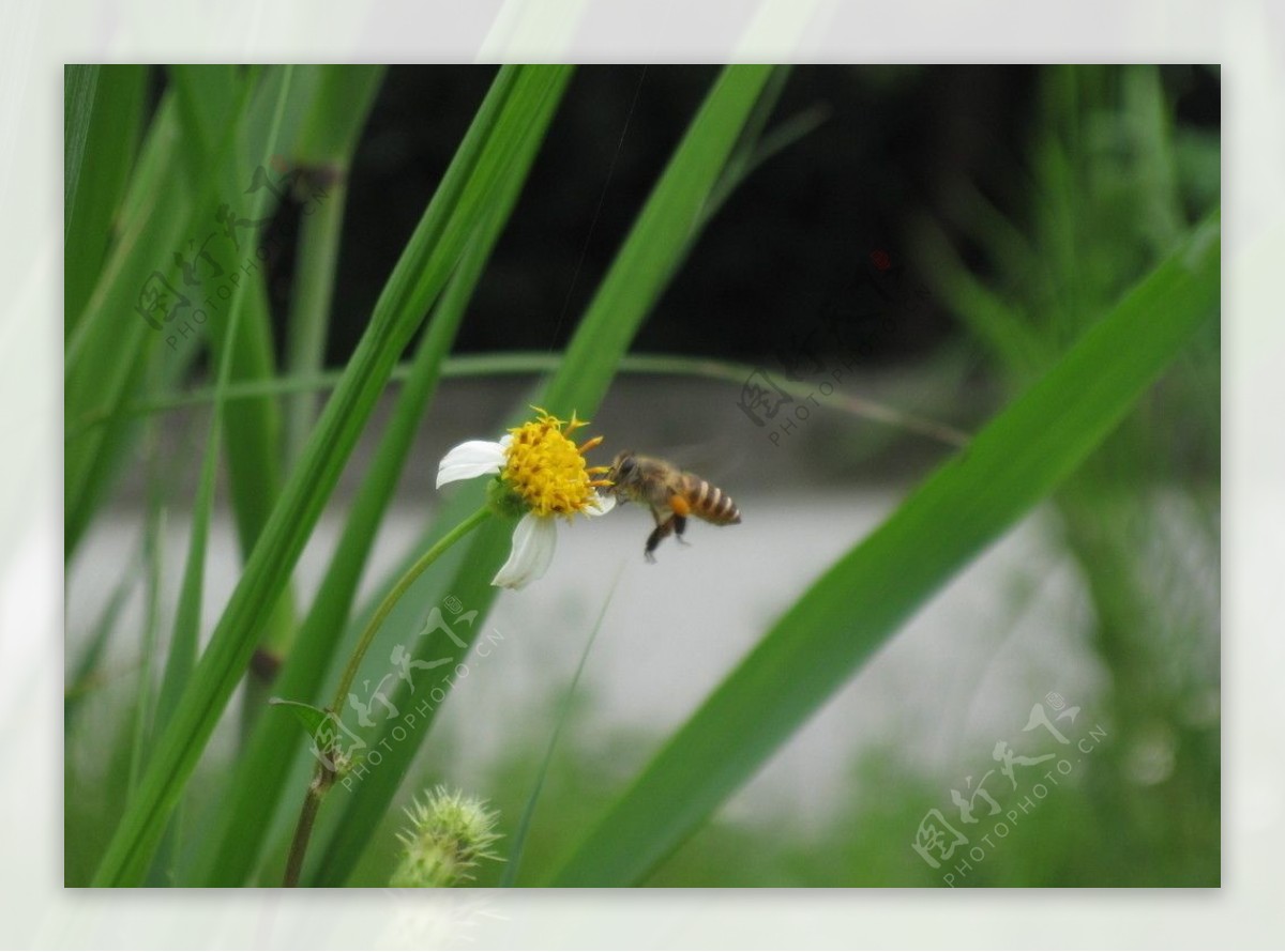 蜜蜂菜花粉图片