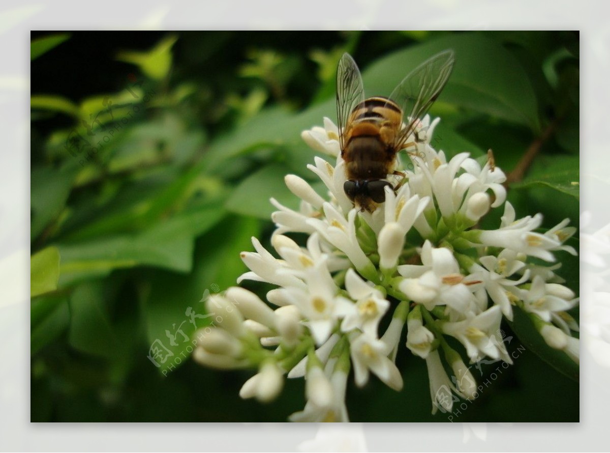 小蜜蜂采花蜜图片