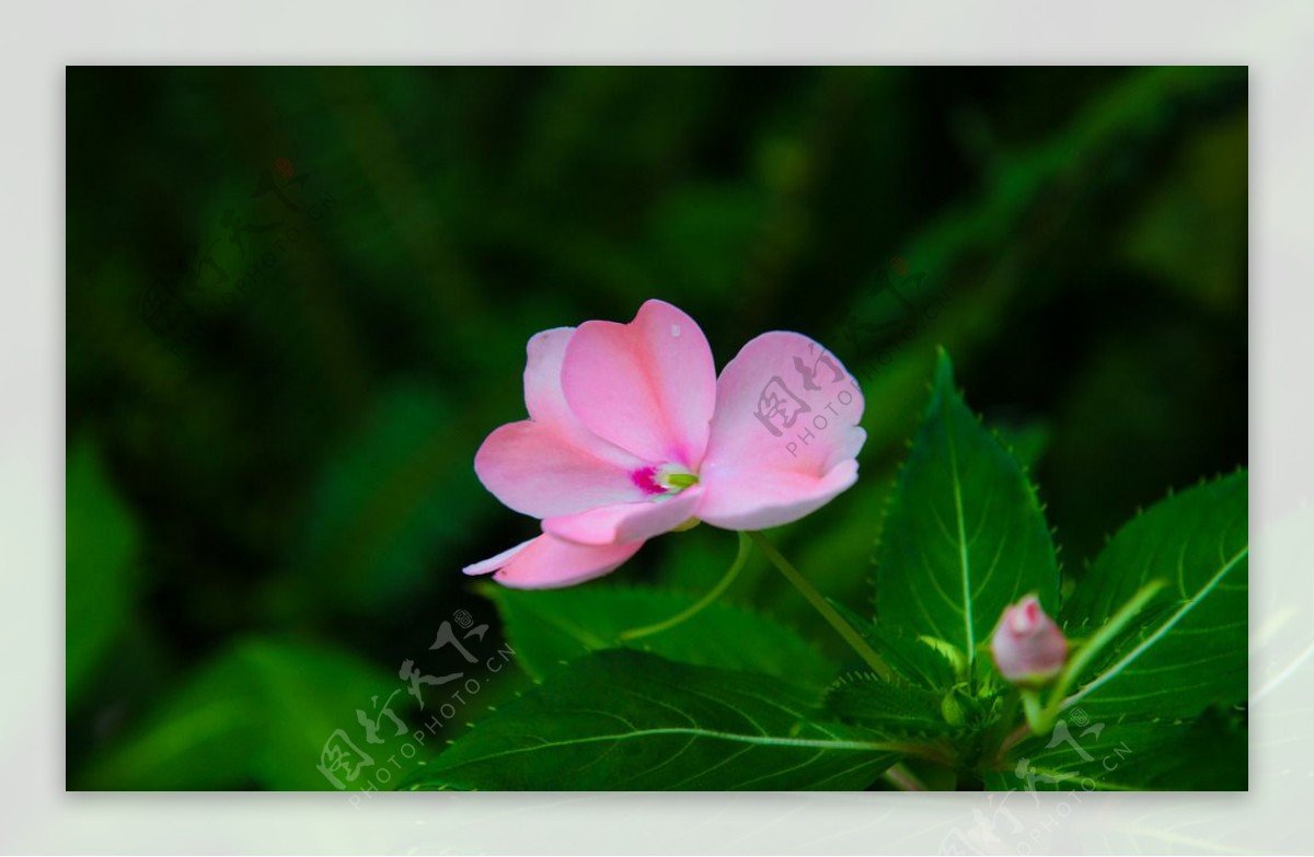 粉色长春花图片