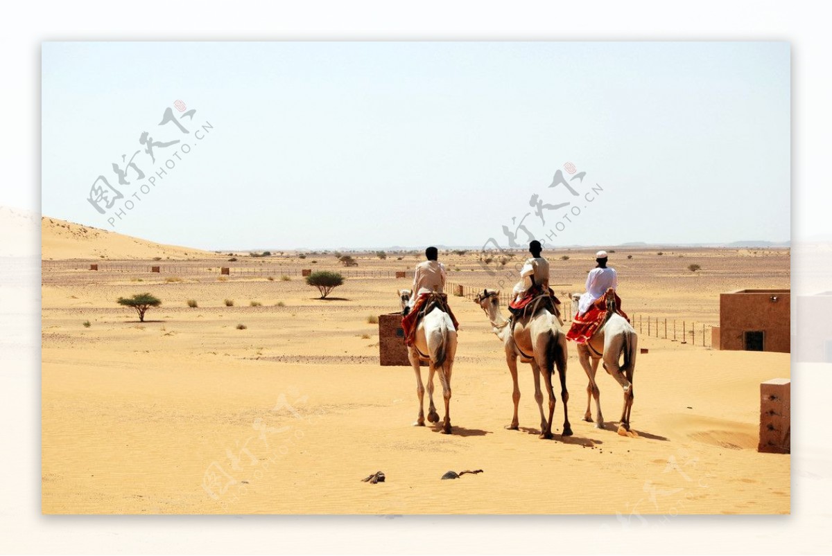 苏丹的沙漠守望者图片