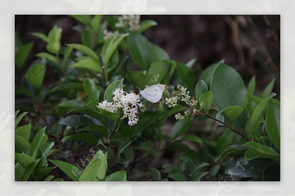 丁香花图片