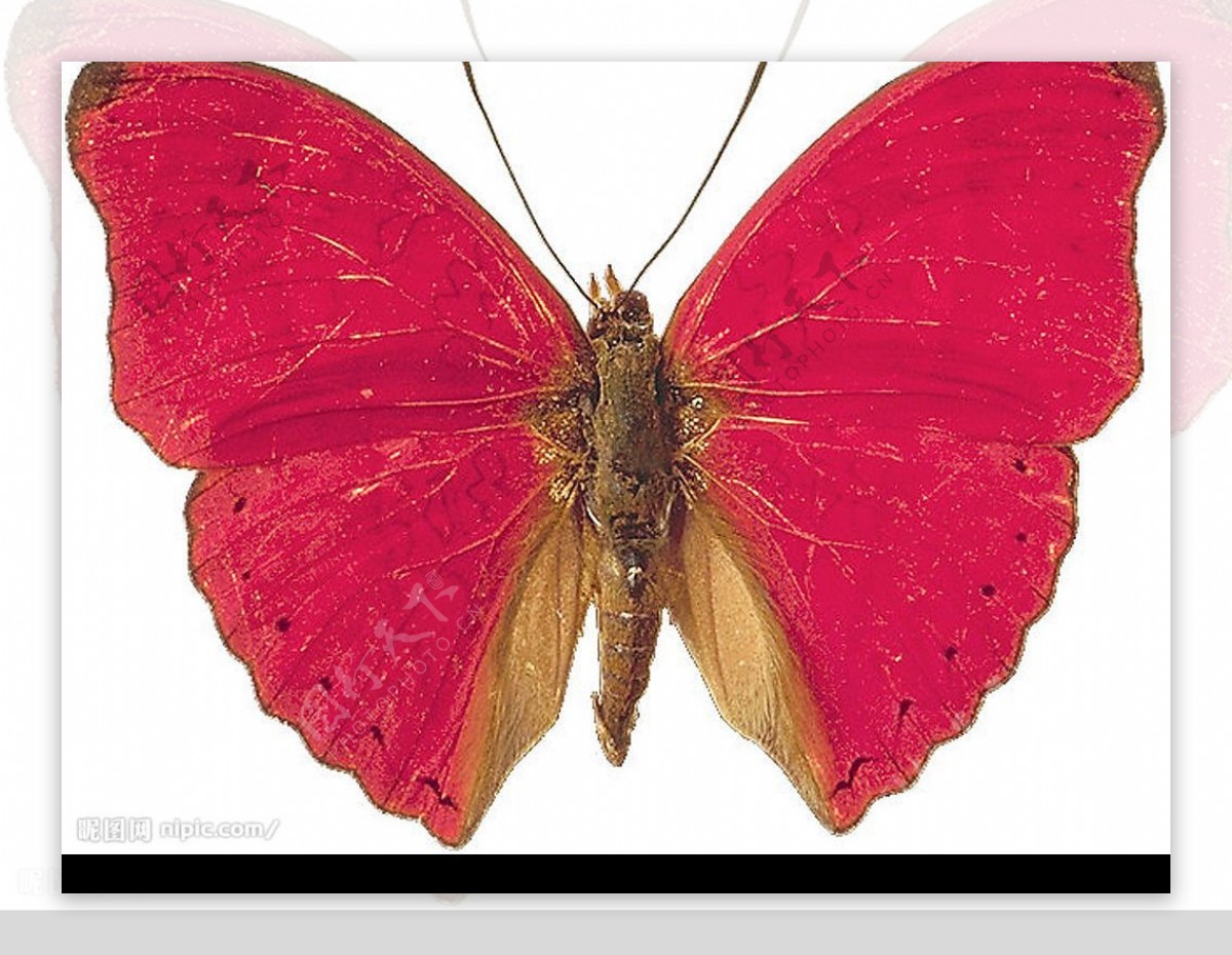 漂亮的手繪粉紅色蝴蝶 透明背景, 蝴蝶, 美麗的蝴蝶, 蝴蝶图标向量圖案素材免費下載，PNG，EPS和AI素材下載 - Pngtree
