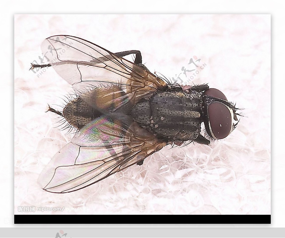 昆虫苍蝇图片桌面壁纸(6) - 25H.NET壁纸库