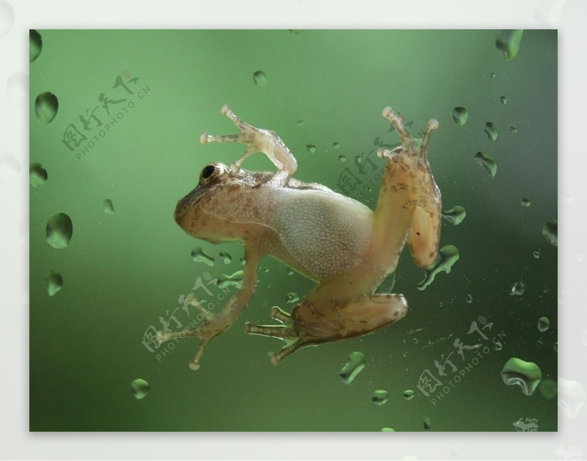 青蛙51714_动物合集_动物类_图库壁纸_68Design