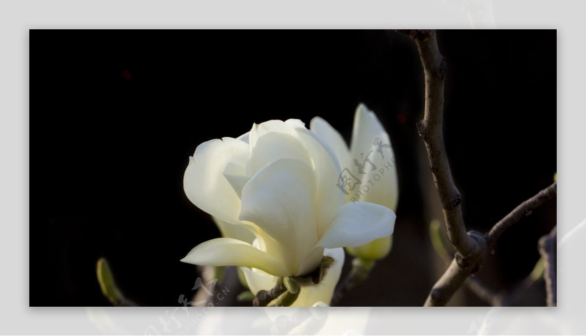 春天的白玉兰图片