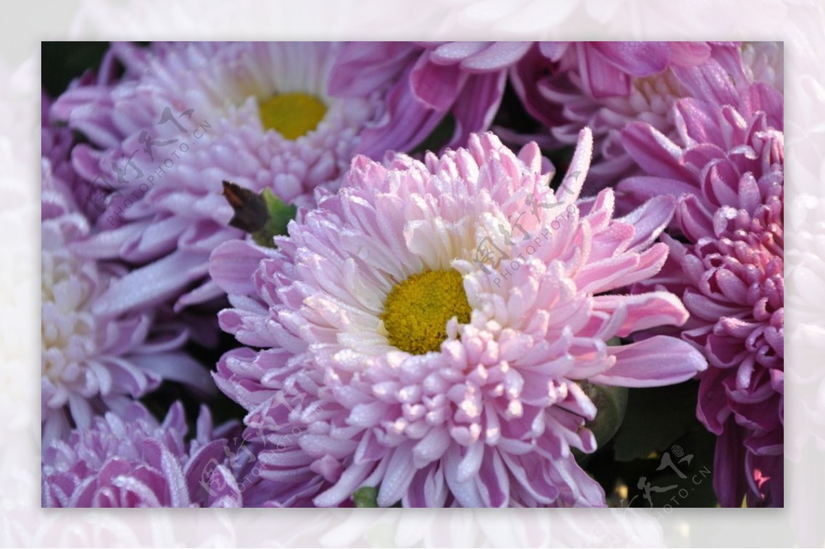 美丽盛开的紫菊花图片