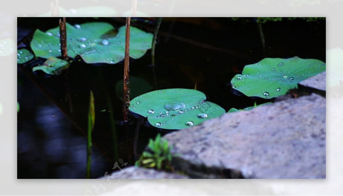 雨后莲叶图片