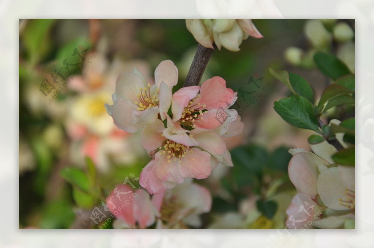 春花特写图片