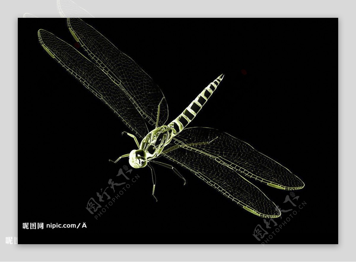 X光蜻蜓图片