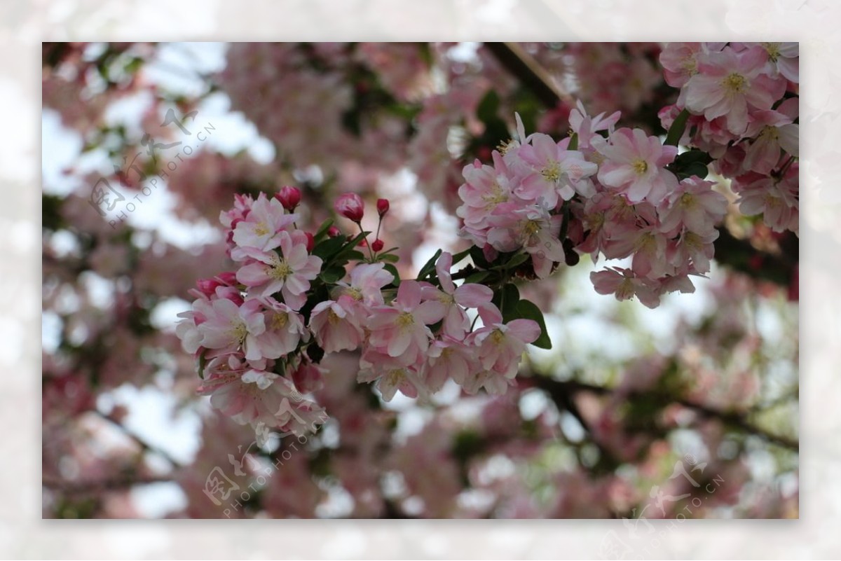 春天粉红色海棠图片