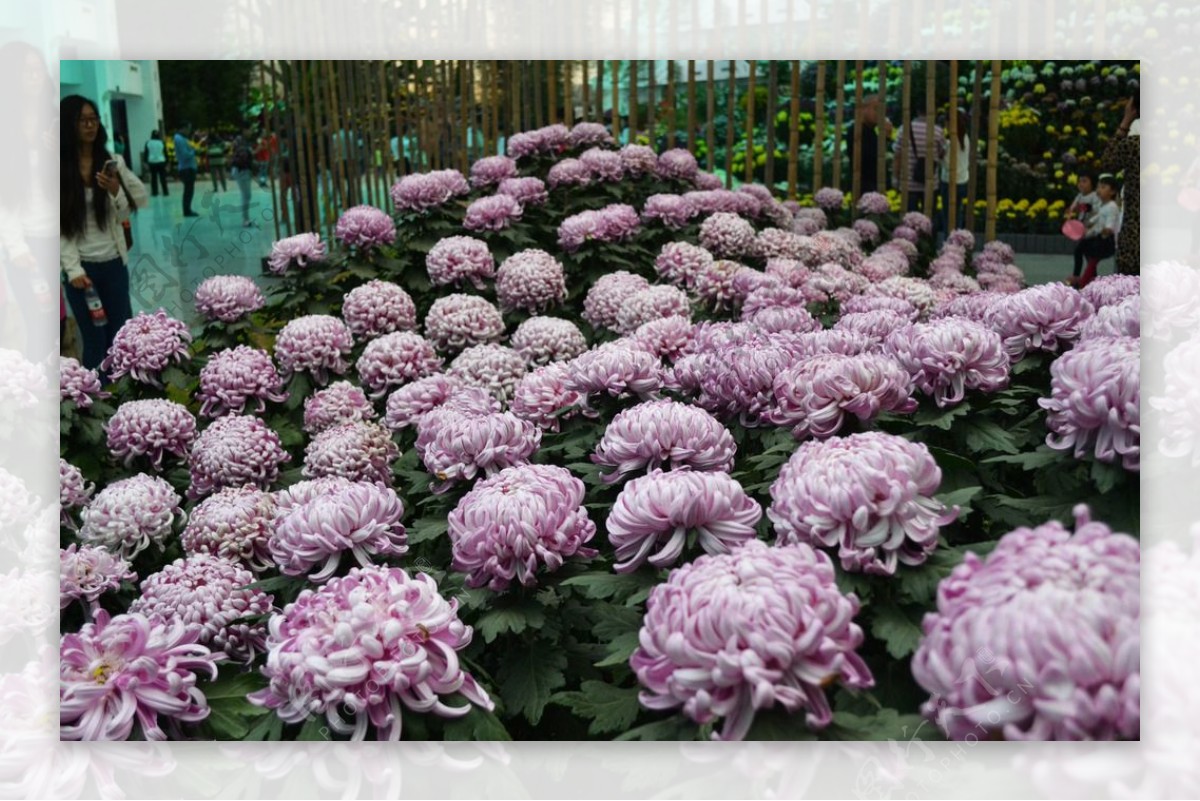 紫色菊花细节高清图图片