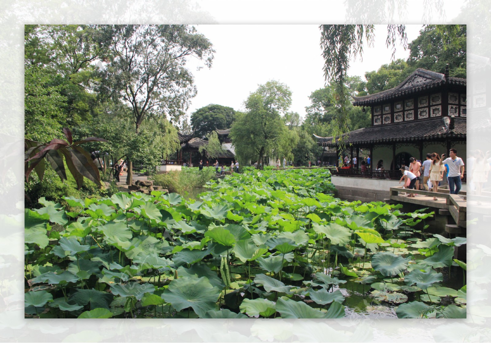 苏州园林旅游荷花池图片