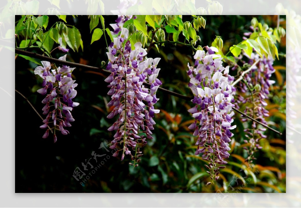 盛开的紫藤花图片壁纸_桌面壁纸_mm4000图片大全