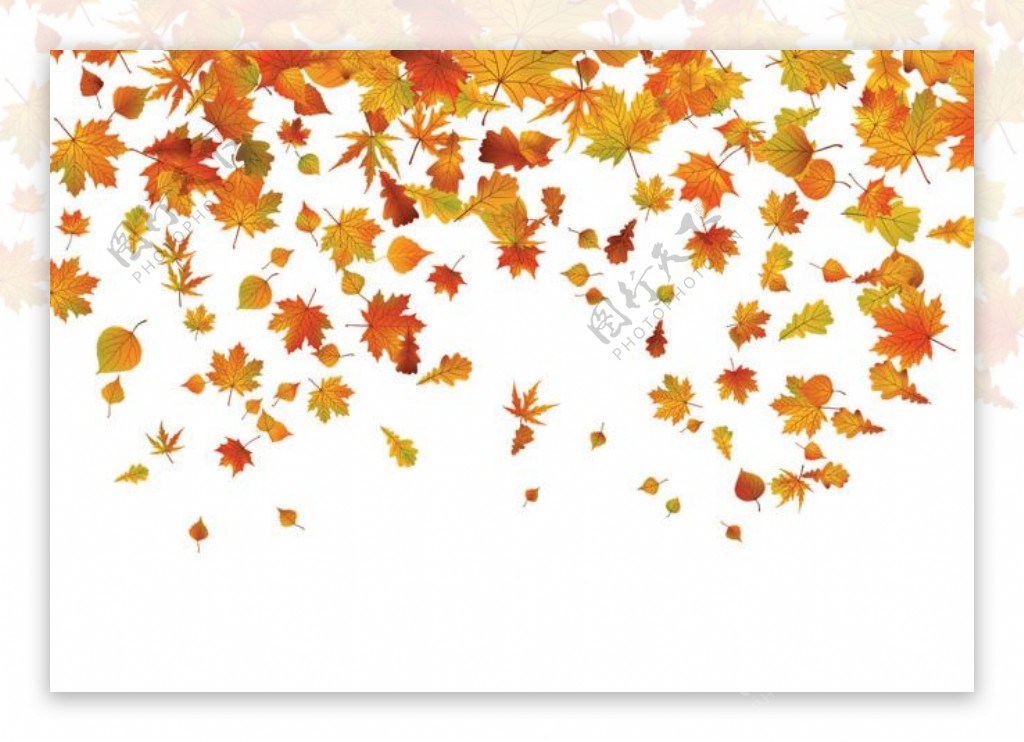 秋天枫叶树叶图片