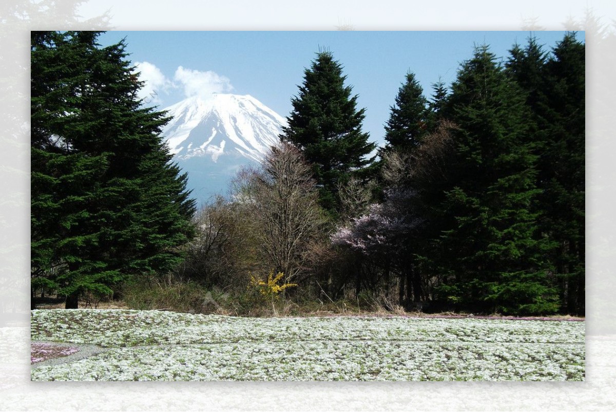 富士山白色芝樱花海图片