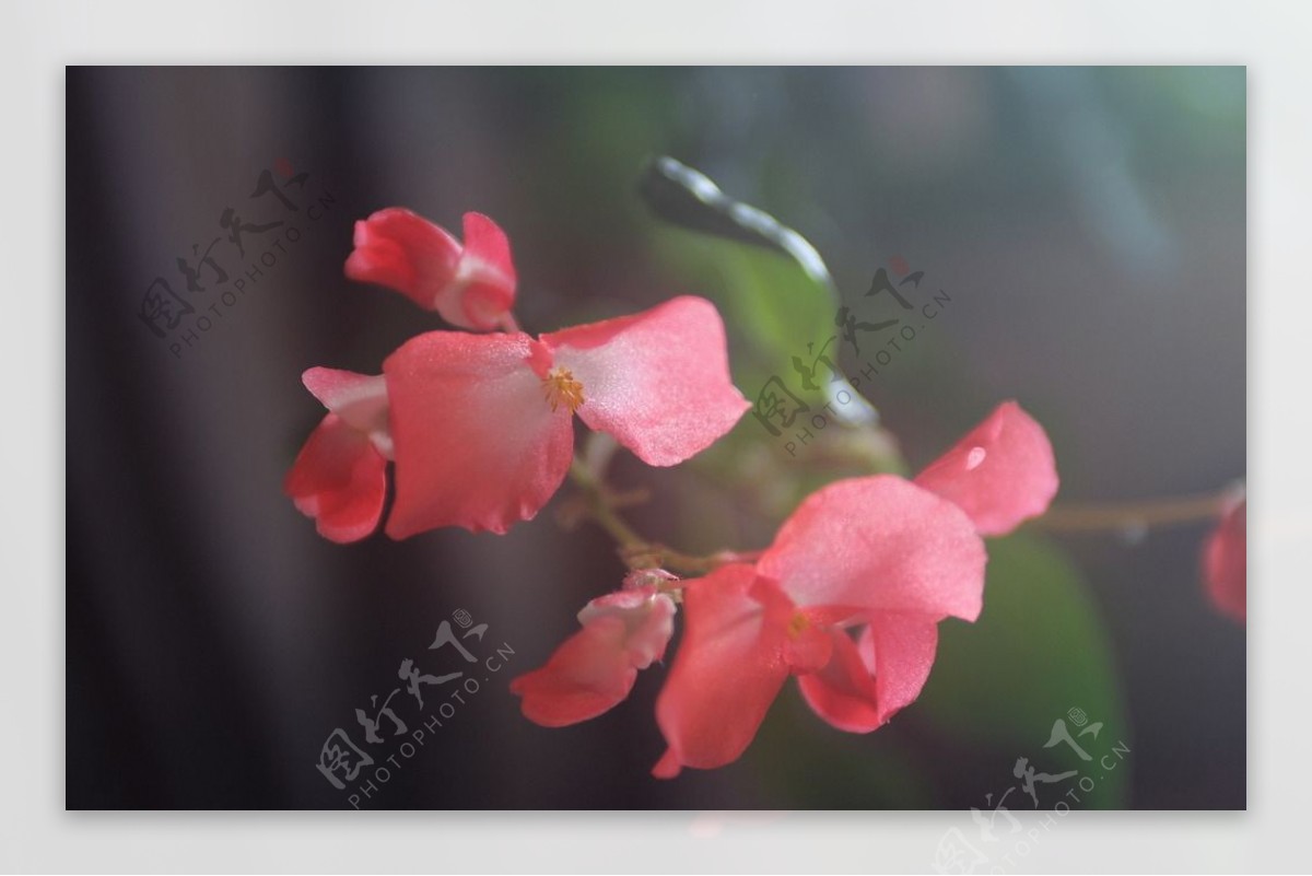 四季海棠图片